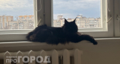 Живут до 20 лет и почти не болеют: 3 породы кошек-долгожителей