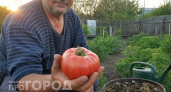 Как вырастить помидоры размером с кулак без капли минеральных удобрений