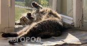 Точка в вечном споре поставлена: можно ли оставлять кошку одну дома на неделю и дольше