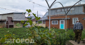 Вы выкидываете "золото" для сада, даже не подозревая: кожура этого фрукта увеличивает урожай вдвое