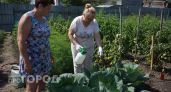 Капуста наливается до предела после этой июльской обработки: два простых аптечных средства творят чудеса