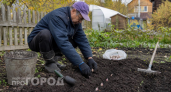 Успейте до заморозков: лунный календарь посадки озимого чеснока на осень 2026 года