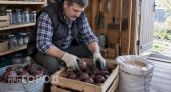 Больше не выбрасываю гнилую свеклу: мой надежный способ подготовки к зиме гарантирует свежесть до мая